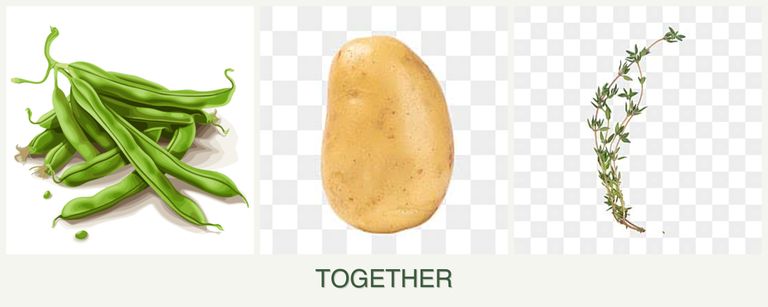 Can you plant beans, potatoes and thyme together?