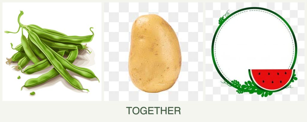 Can you plant beans, potatoes and watermelons together?