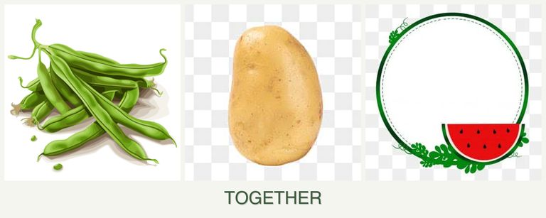 Can you plant beans, potatoes and watermelons together?
