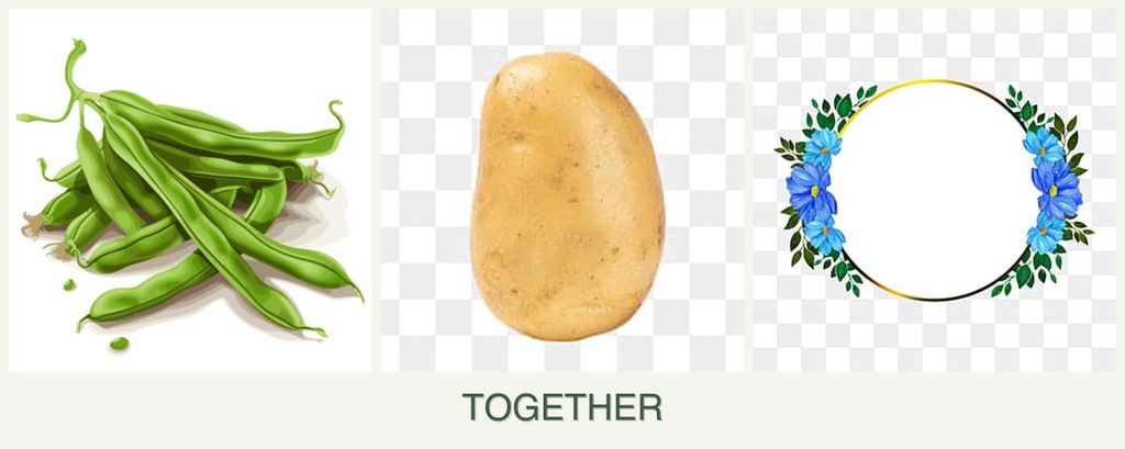 Can you plant beans, potatoes and zinnias together?
