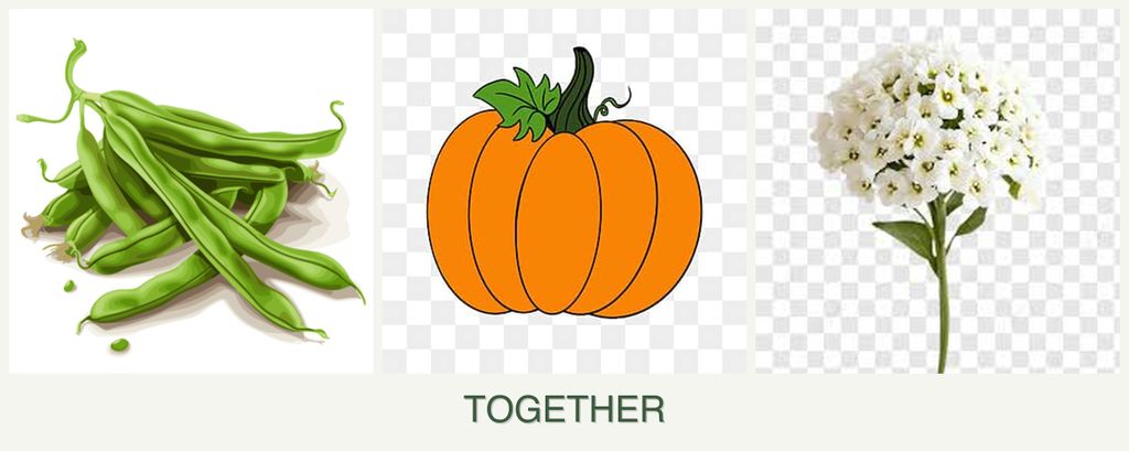 Can you plant beans, pumpkin and alyssum together?