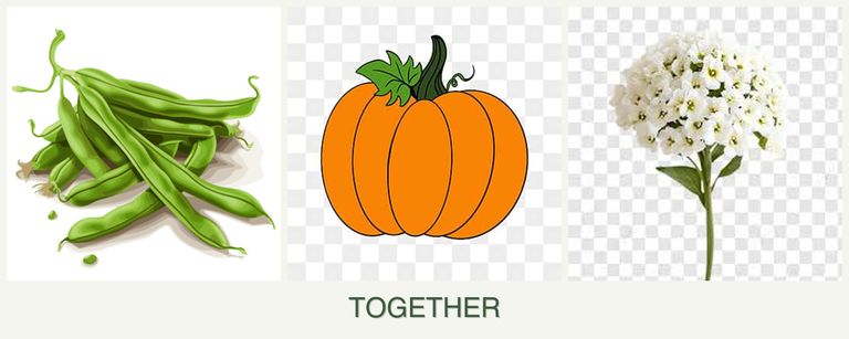 Can you plant beans, pumpkin and alyssum together?