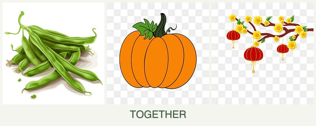 Can you plant beans, pumpkin and apricots together?