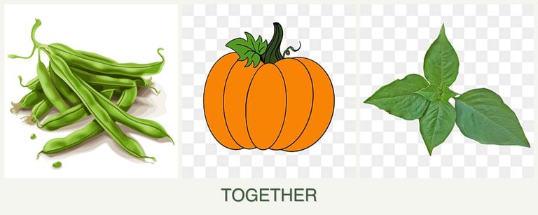 Can you plant beans, pumpkin and basil together?