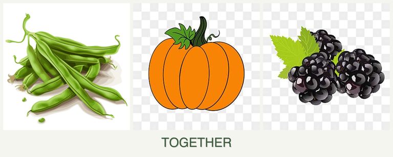 Can you plant beans, pumpkin and blackberries together?