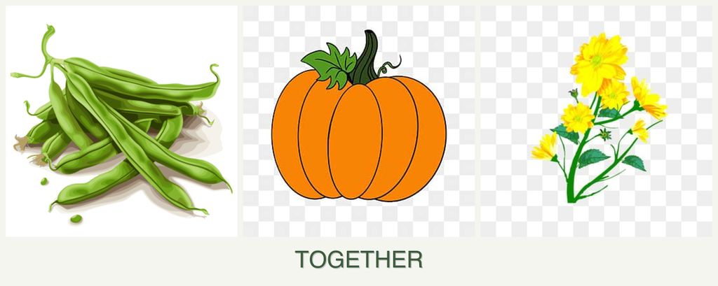 Can you plant beans, pumpkin and calendula together?