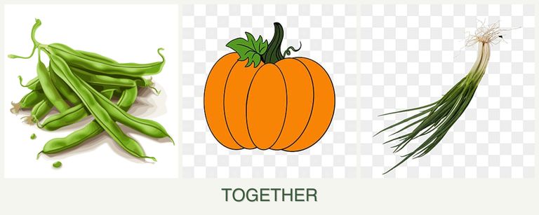 Can you plant beans, pumpkin and chives together?