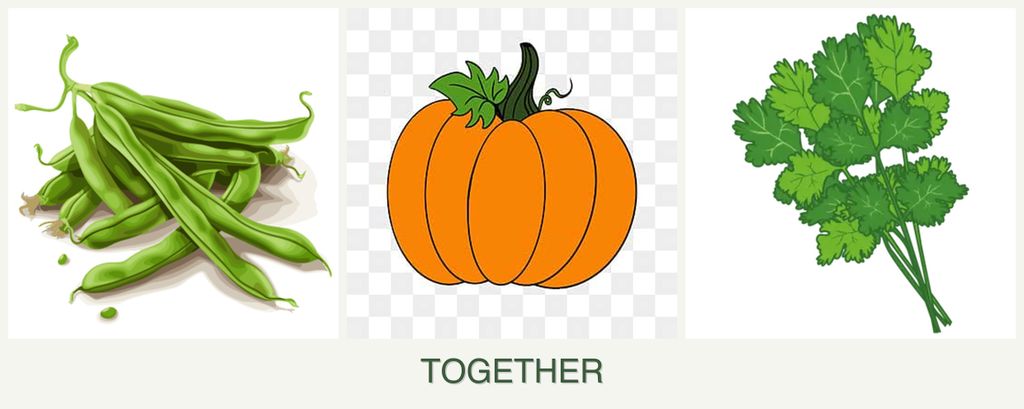 Can you plant beans, pumpkin and cilantro together?