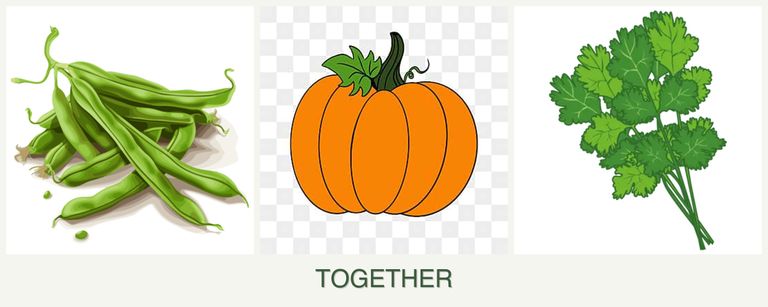 Can you plant beans, pumpkin and cilantro together?