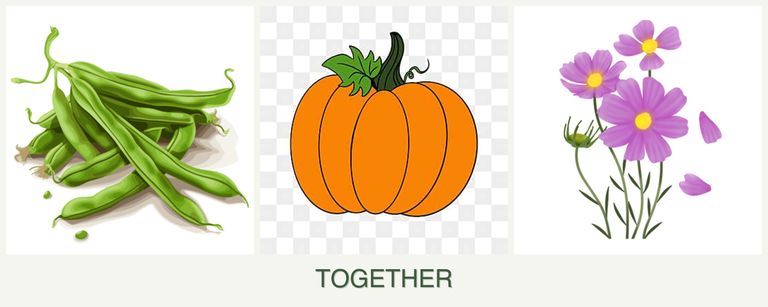 Can you plant beans, pumpkin and cosmos together?