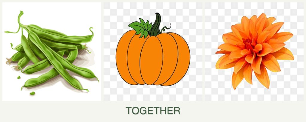 Can you plant beans, pumpkin and dahlias together?