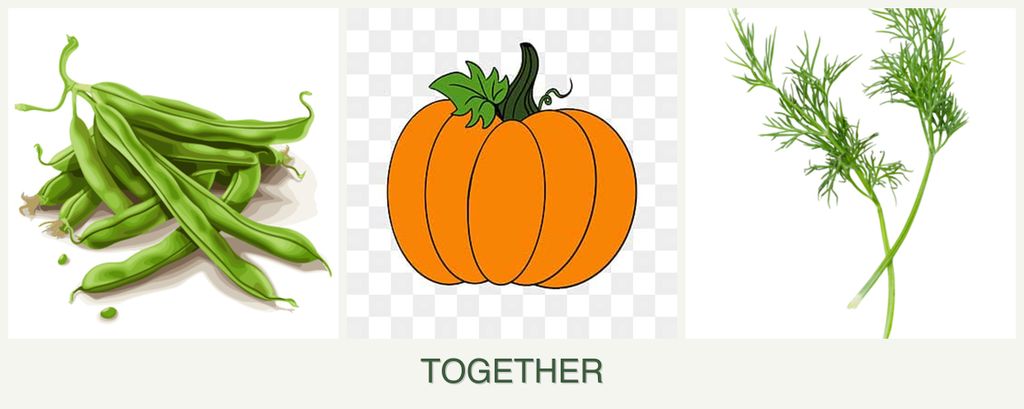 Can you plant beans, pumpkin and dill together?