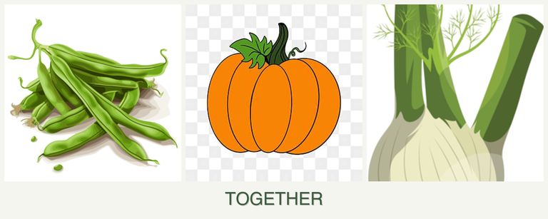 Can you plant beans, pumpkin and fennel together?