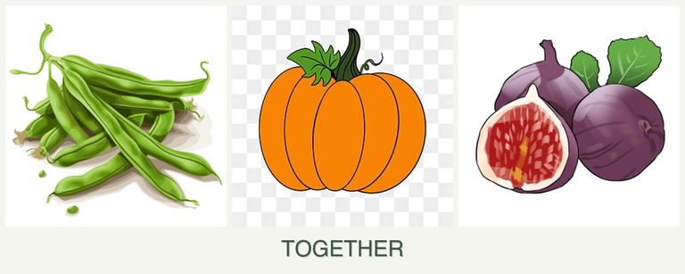 Can you plant beans, pumpkin and figs together?