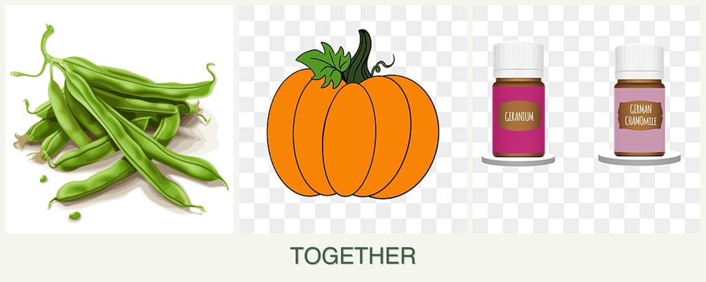 Can you plant beans, pumpkin and geraniums together?