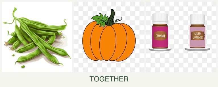 Can you plant beans, pumpkin and geraniums together?