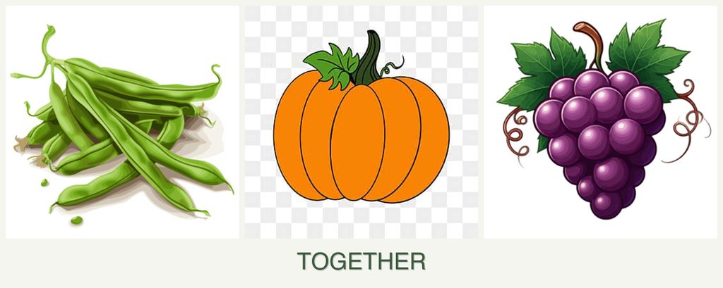 Can you plant beans, pumpkin and grapes together?