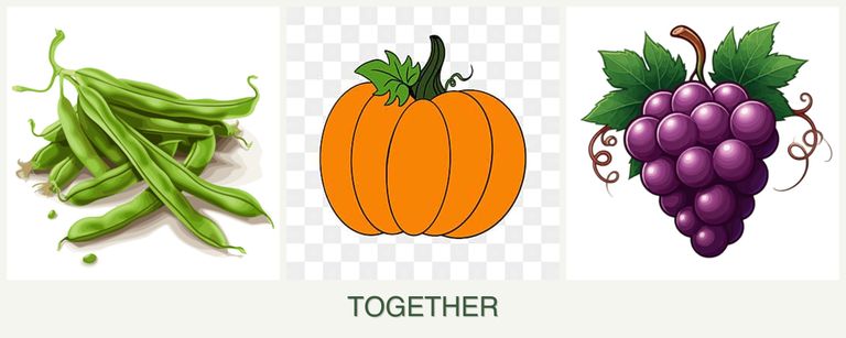 Can you plant beans, pumpkin and grapes together?