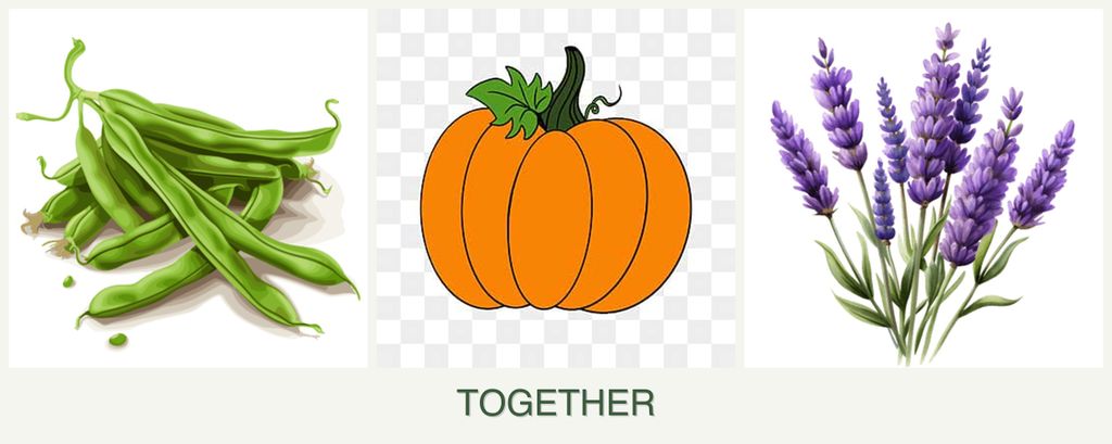 Can you plant beans, pumpkin and lavender together?