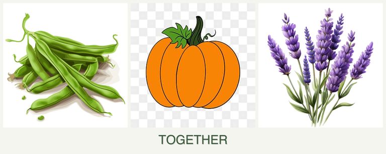 Can you plant beans, pumpkin and lavender together?