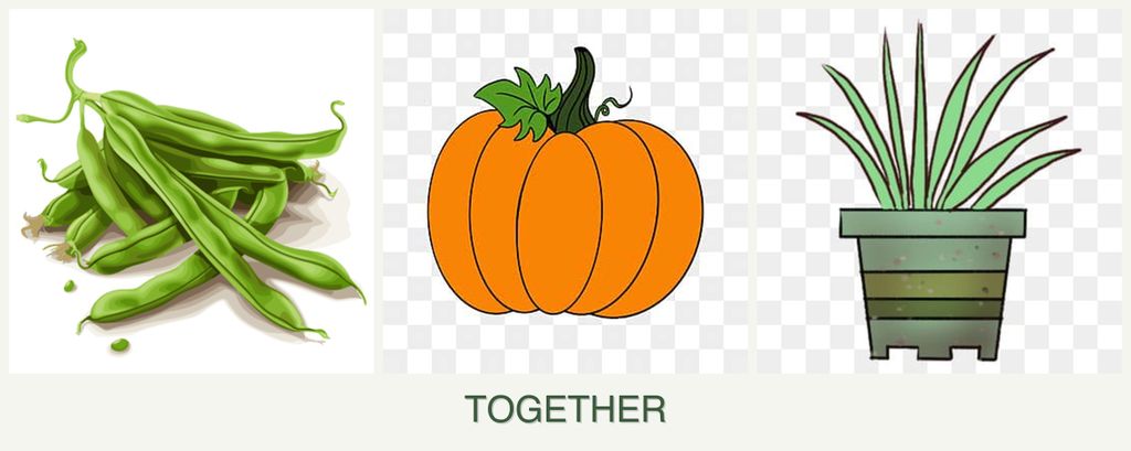 Can you plant beans, pumpkin and lemongrass together?