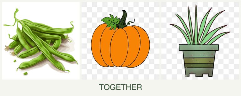 Can you plant beans, pumpkin and lemongrass together?