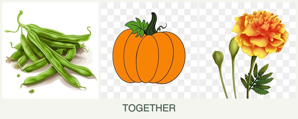 Can you plant beans, pumpkin and marigolds together?