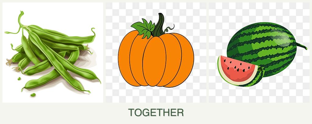 Can you plant beans, pumpkin and melons together?