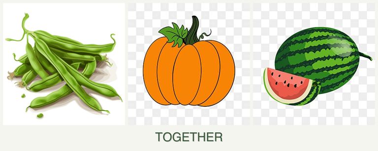 Can you plant beans, pumpkin and melons together?