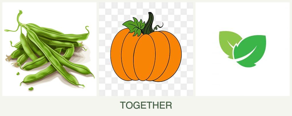 Can you plant beans, pumpkin and mint together?