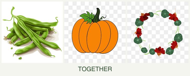 Can you plant beans, pumpkin and nasturtiums together?