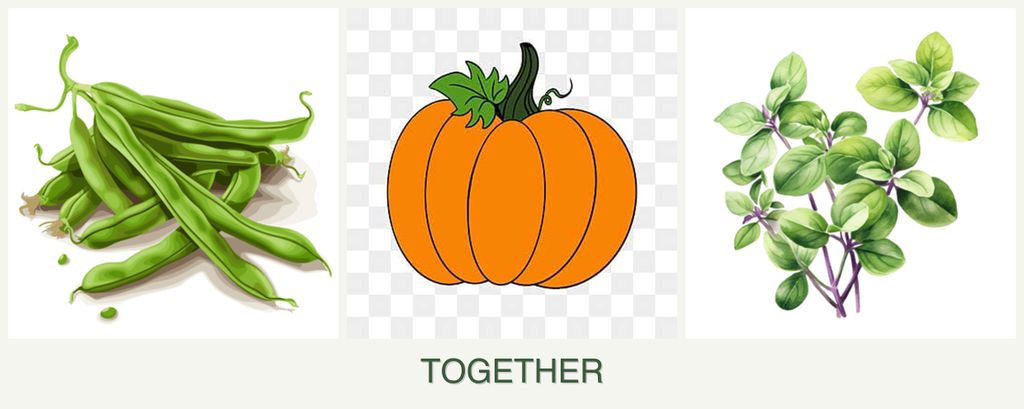 Can you plant beans, pumpkin and oregano together?