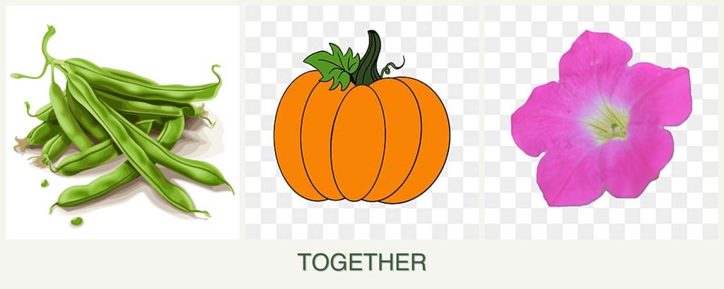 Can you plant beans, pumpkin and petunias together?