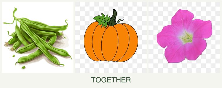 Can you plant beans, pumpkin and petunias together?