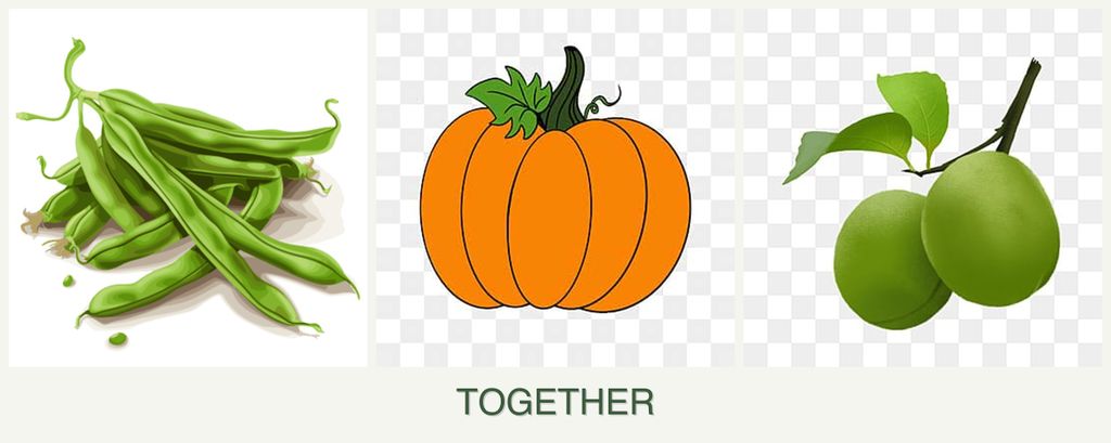 Can you plant beans, pumpkin and plums together?
