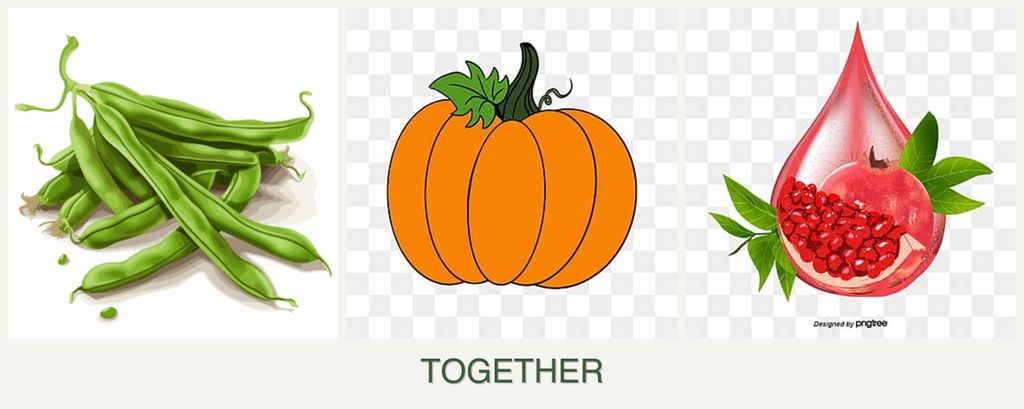 Can you plant beans, pumpkin and pomegranates together?