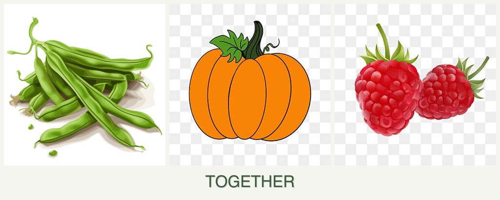Can you plant beans, pumpkin and raspberries together?