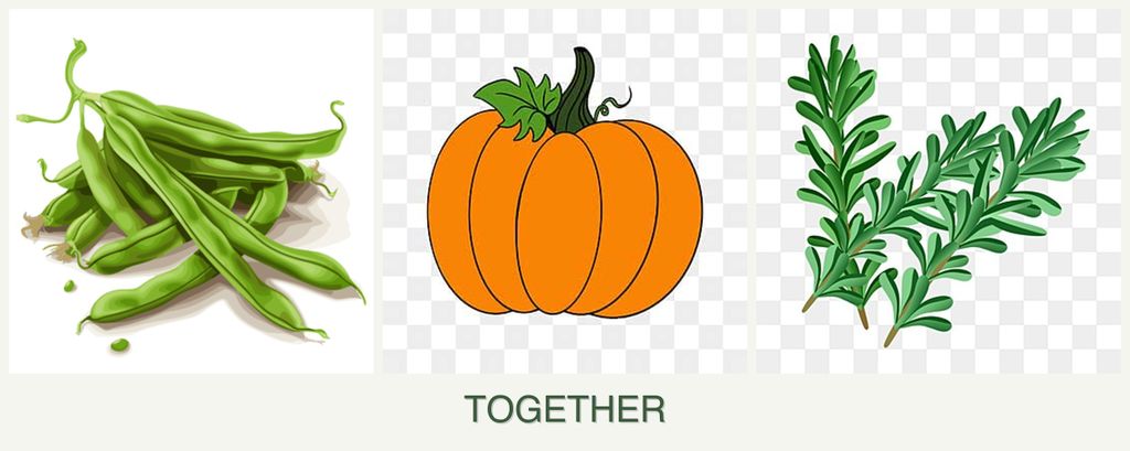 Can you plant beans, pumpkin and rosemary together?
