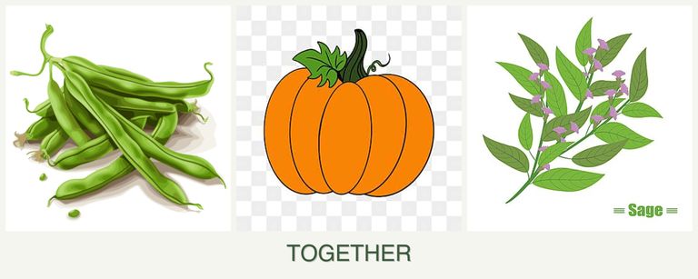 Can you plant beans, pumpkin and sage together?