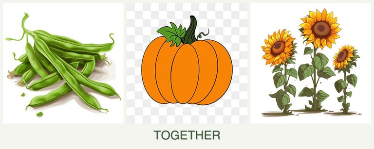 Can you plant beans, pumpkin and sunflowers together?