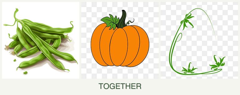 Can you plant beans, pumpkin and tarragon together?
