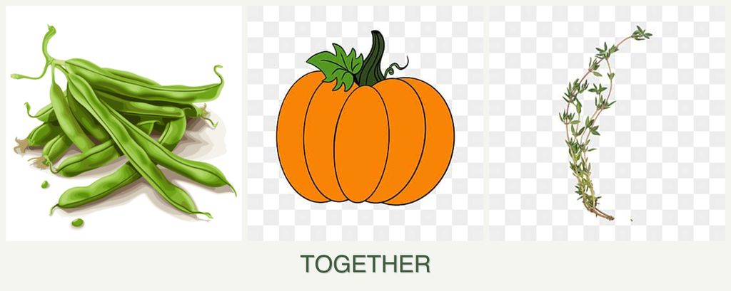 Can you plant beans, pumpkin and thyme together?