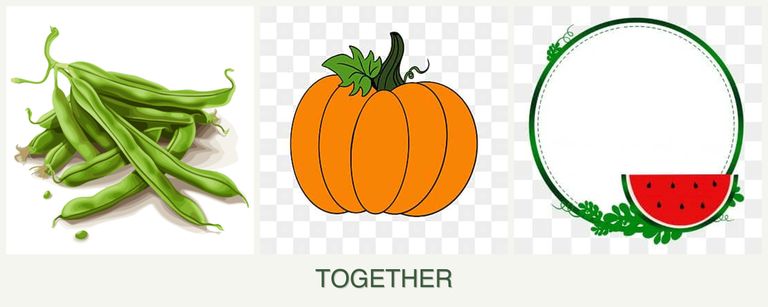 Can you plant beans, pumpkin and watermelons together?