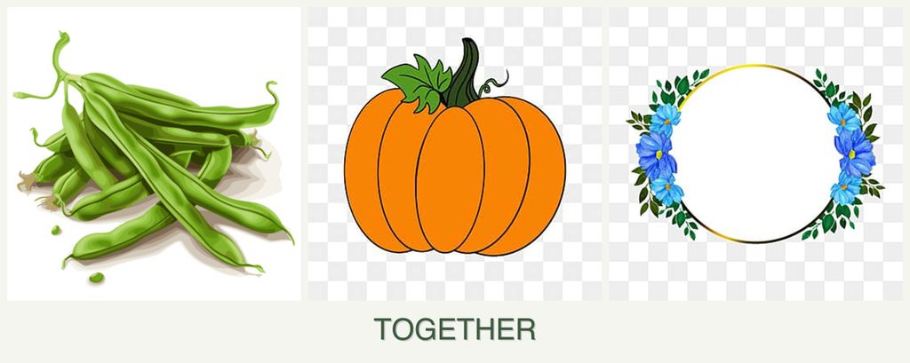 Can you plant beans, pumpkin and zinnias together?