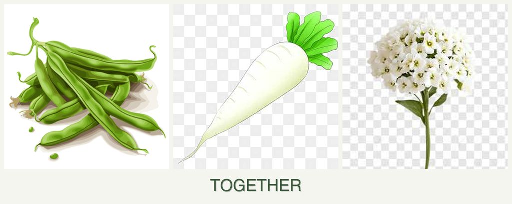 Can you plant beans, radishes and alyssum together?
