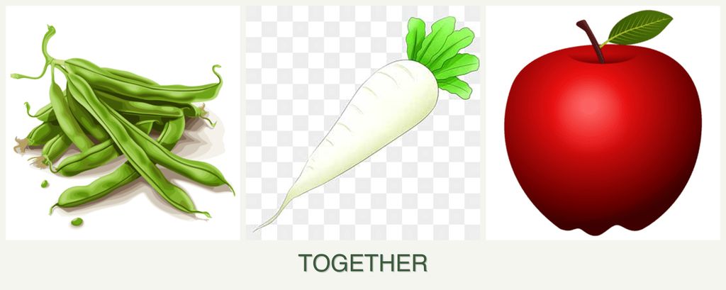 Can you plant beans, radishes and apples together?