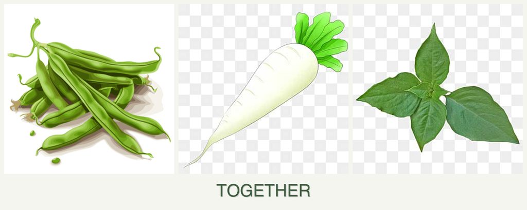 Can you plant beans, radishes and basil together?