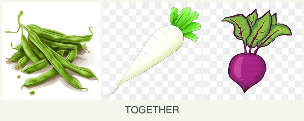 Can you plant beans, radishes and beets together?