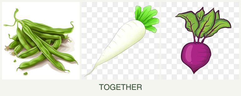 Can you plant beans, radishes and beets together?