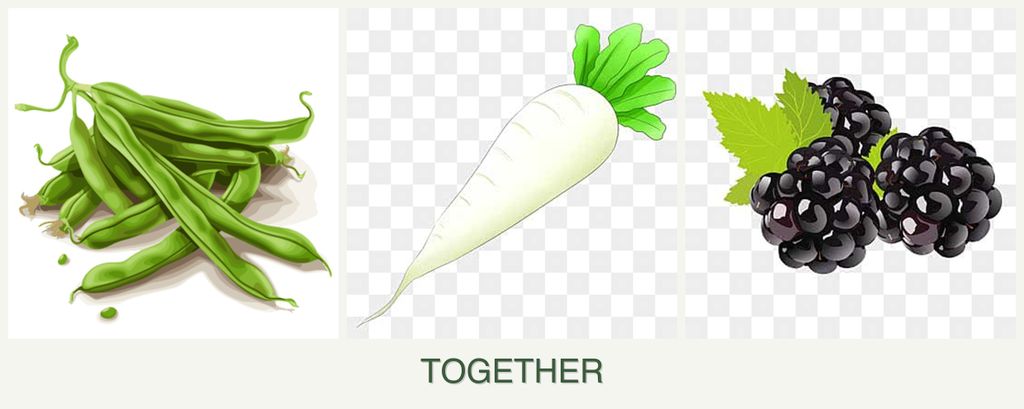 Can you plant beans, radishes and blackberries together?